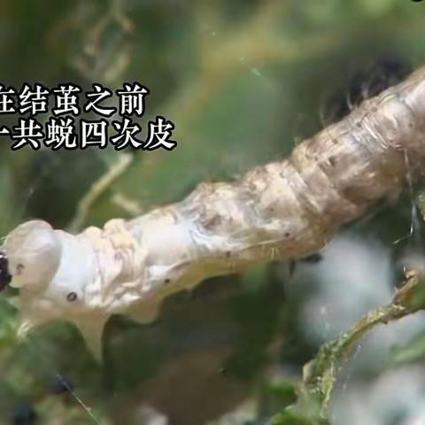 144班孙雅暄生物实践作业——家蚕的一生