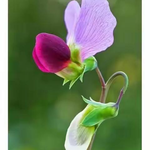 关于价值的问题 ——读4年级语文教材（一个豆荚里的五粒豆）后感