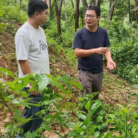 省林科院林业所主任陈飞飞到文罗镇指导油茶种植工作