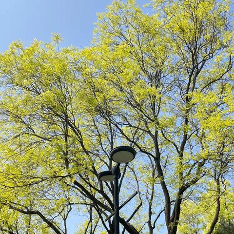 天下真花独牡丹！