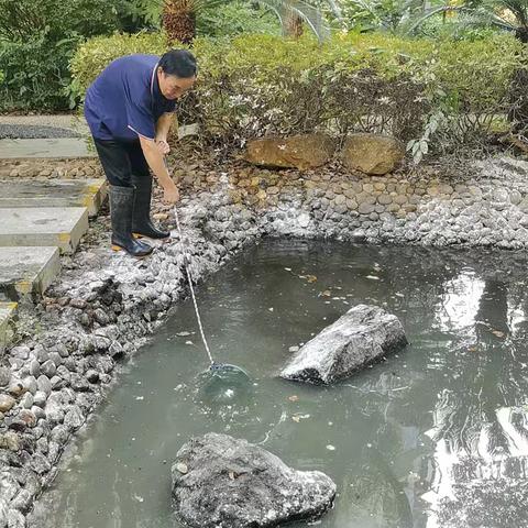 小区鱼池清理进行时：共筑健康家园，预防登革热