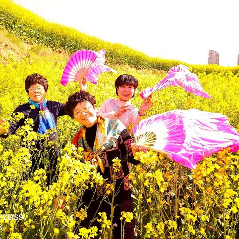 油菜花海 邂逅古韵佳人