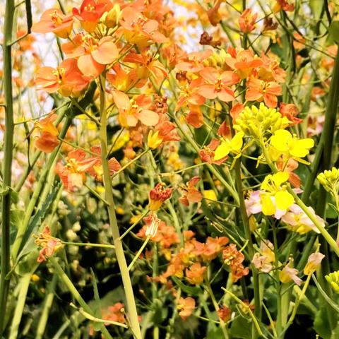 七彩田园织锦绣 千重花海笑迎宾