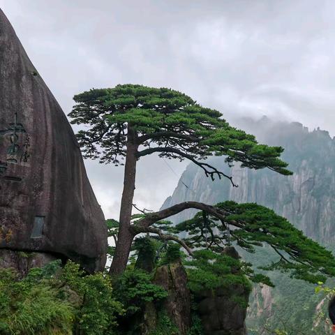 登黄山赏云﻿海松涛奇峰怪石