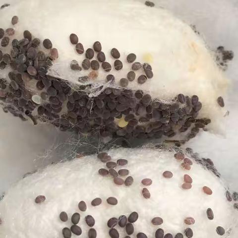 144班白志清生物实践作业——家蚕的一生