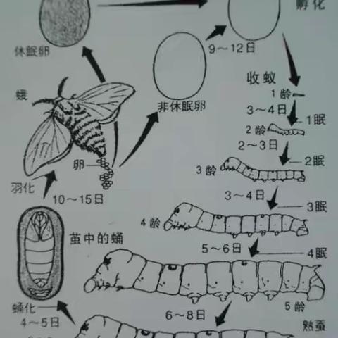 144班张镕荟会生物作业