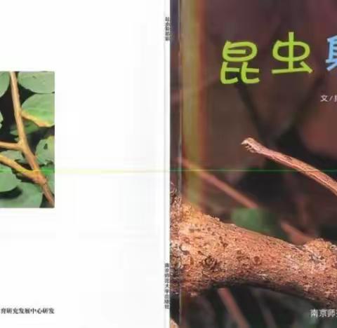 维尼班主题绘本分享—《昆虫躲猫猫》