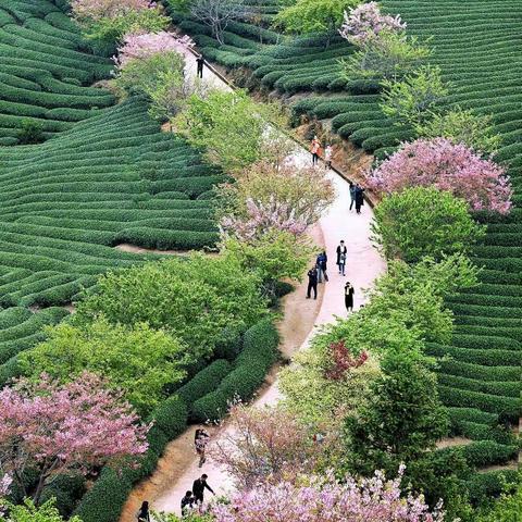 春风十里，植此青绿