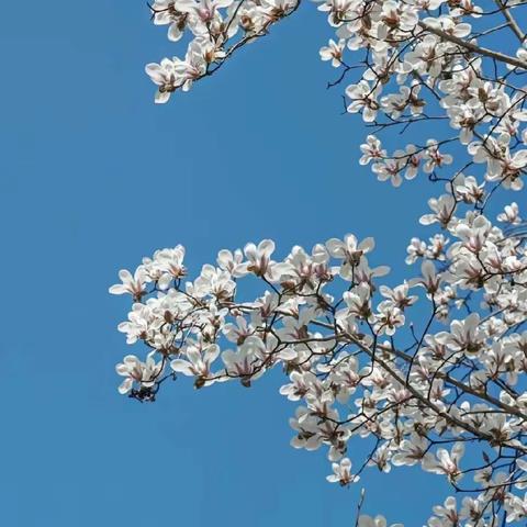 《陌上花正艳，春色入中分》