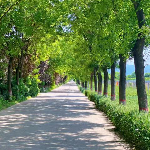 《风吹麦浪，蝉鸣夏忙》