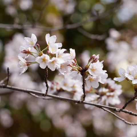 遇见陵中—樱花盛放