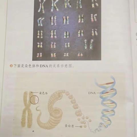 143班张桐玮生物实践作业