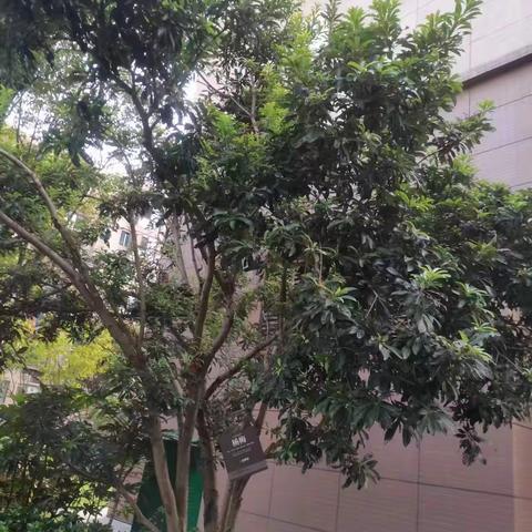 植物报告总结——陈铭卓