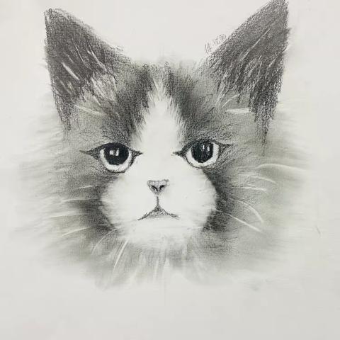 猫咪肖像素描&素描几何体