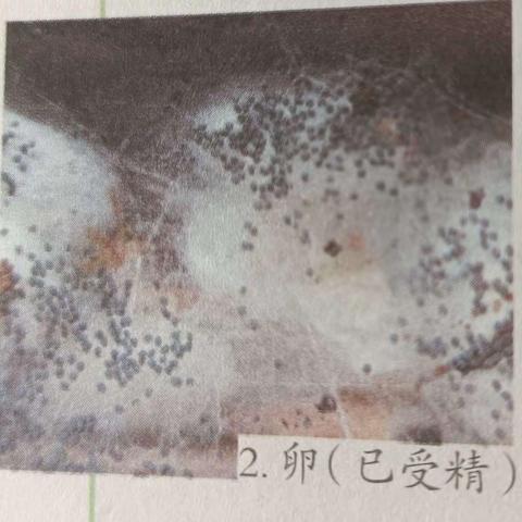 142班徐跃峰生物实践作业——家蚕生殖发育过程