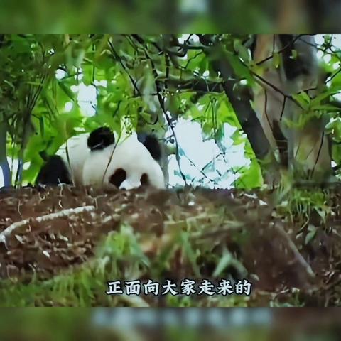 舌尖·指尖·心间 ——我们的中国好物 平武县七一涪江小学四年级四班