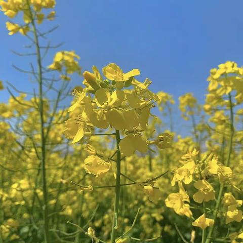 大拇指幼儿园大二班春游啦——踏青看油菜花啦