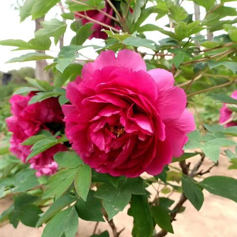 鲜花：生活中的自然诗意