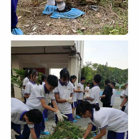 育才于劳，躬耕每一片沃土——记七年级卓越零班劳动教育实践