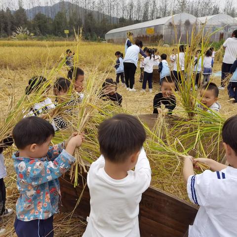 童享自然 “幼”见秋天—— 八里湖新区未来星幼儿园秋游活动纪实