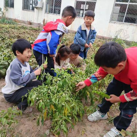 秋天里大丰收 ---铲头李小学生爱上劳技课