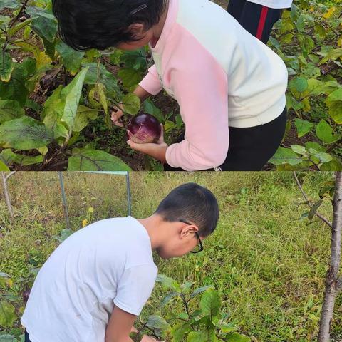 槐乡味道——渔户寨乡黄槐峪学区劳动实践活动之一“蒸茄子”