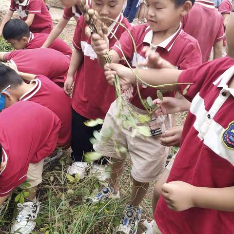 好事花生 农耕园采摘日记