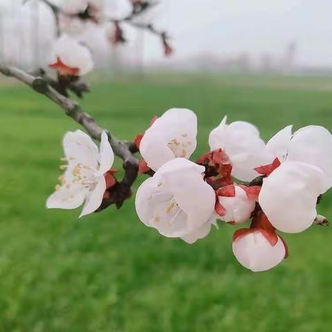 寻找春天——幼儿园之旅🌿      张马小学幼儿园 梁西越