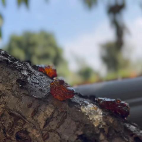 慧生活：桃桃拯救记