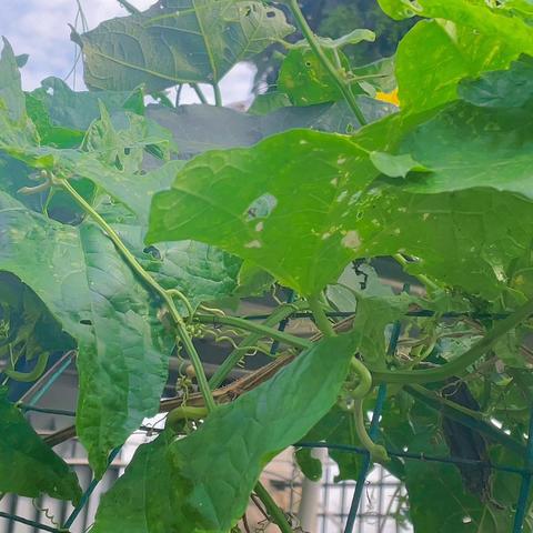 慧生活：丝瓜络