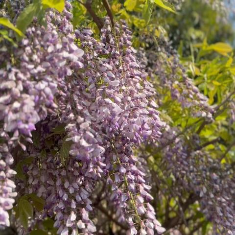 写生《紫藤花》