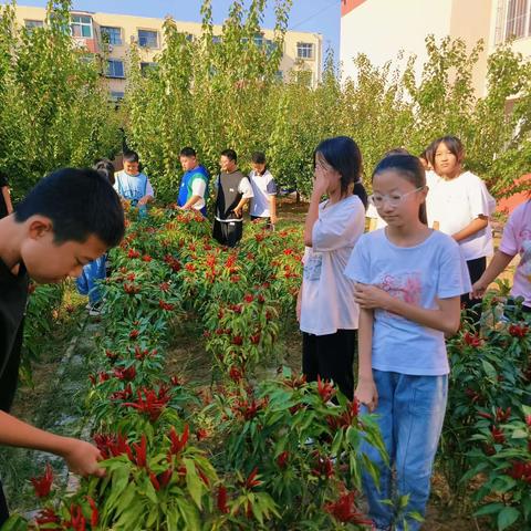 “安小丰收节”之摘辣椒活动