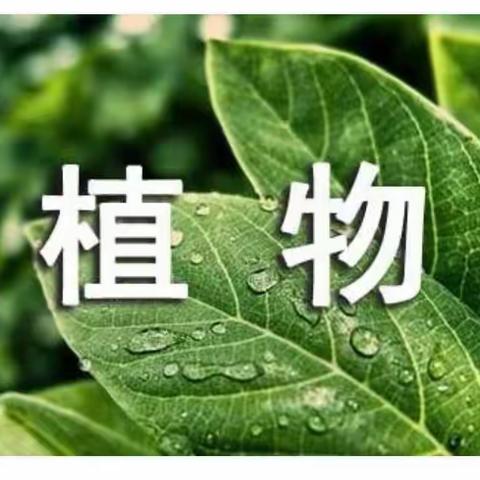 《植物妈妈有办法》二九班特色作业