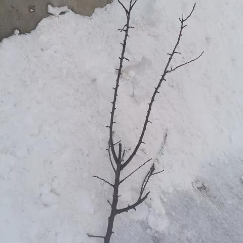 雪地里捡两支免费的树枝，做腊梅花，年味就来了。重点是不要一毛钱！