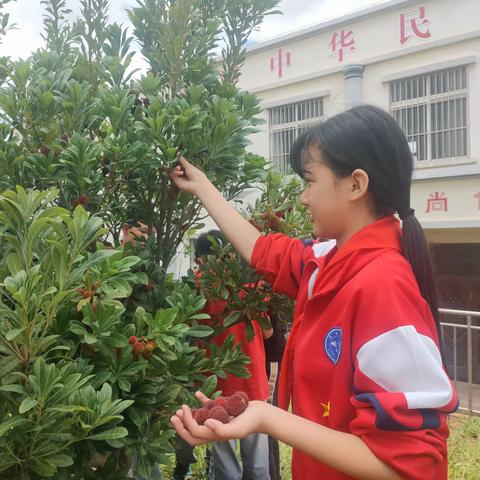 研和玉屏小学杨梅喜丰收，学子共庆自然之馈