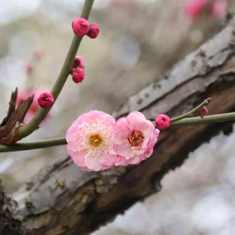 又是一年梅花开