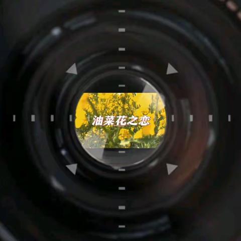 春天的花园——油菜花之恋
