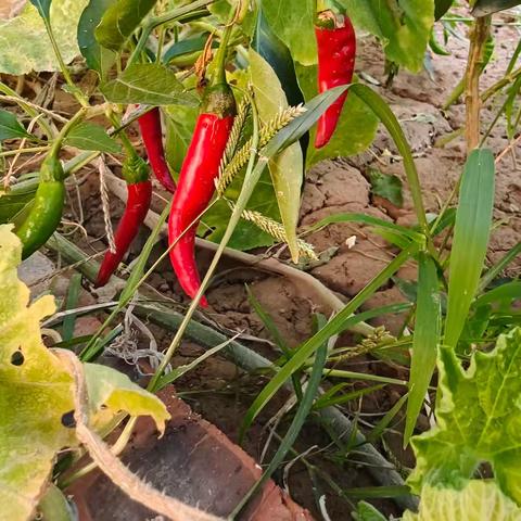 金秋酿丰收 劳动最光荣——黄窑小学劳动实践基地丰收纪实