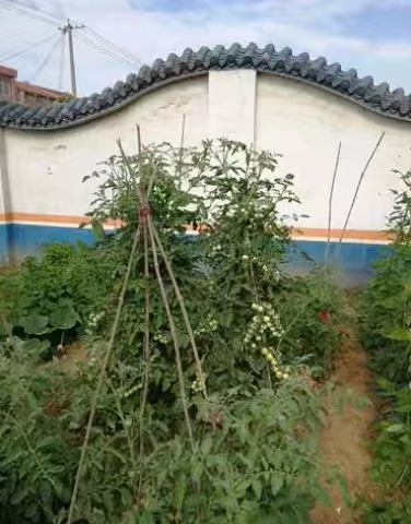 清晨的菜园