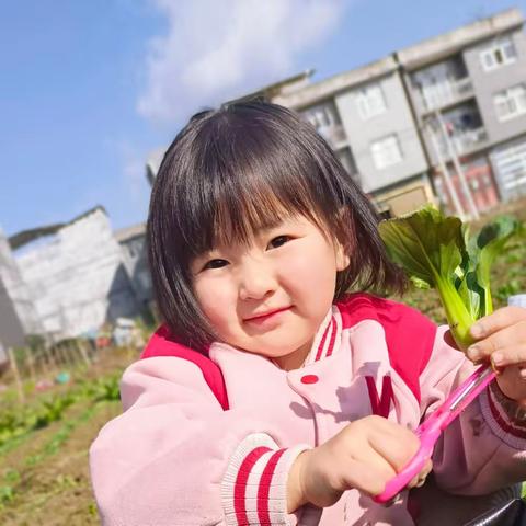 童趣采摘，体验收获——莱恩幼儿园中三班自然课程