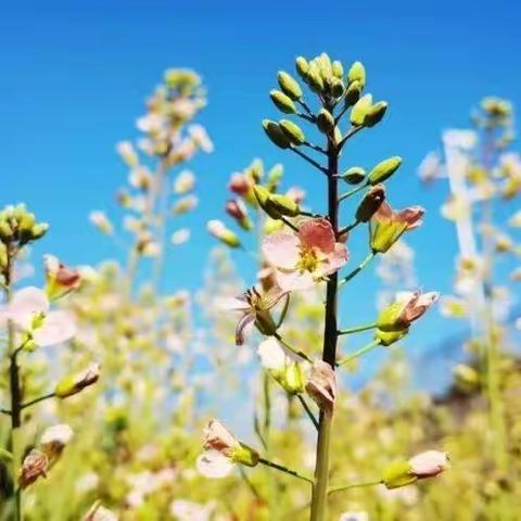 花儿朵朵开——小三班生活化班本课程纪实