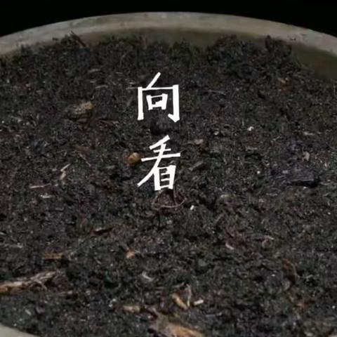 课题： 美丽的向日葵