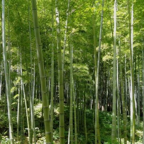 巧手展“竹”彩   保教“贡”携手——永安市贡川中心幼儿园保育员手工比赛