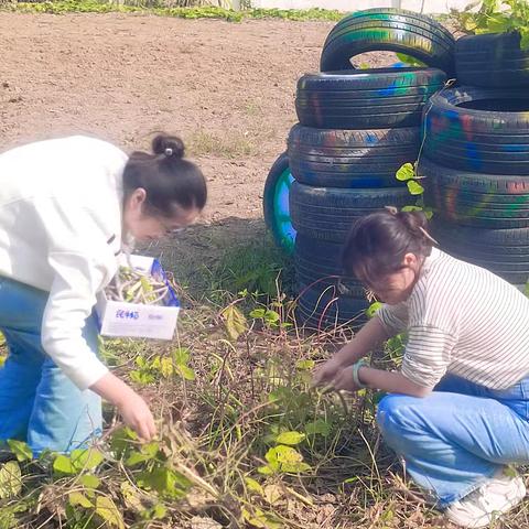 “萌娃与豇豆的奇妙之旅”——颍上县古城镇中心幼儿园小二班《采摘与剥豇豆体验》