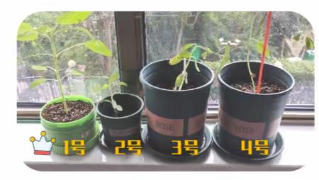 矮生向日葵成长记