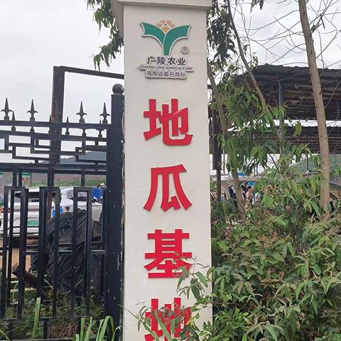 “地瓜丰收时 六一欢乐多”——记海尾镇中心学校六一研学活动