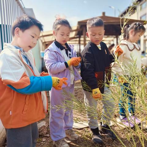 甜瓜种植记