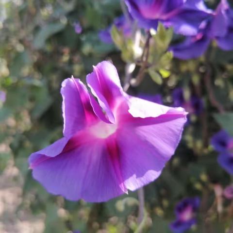 田间劳作‖掰玉米/拔萝卜/拔大葱/喂鸡/赶大鹅半日营