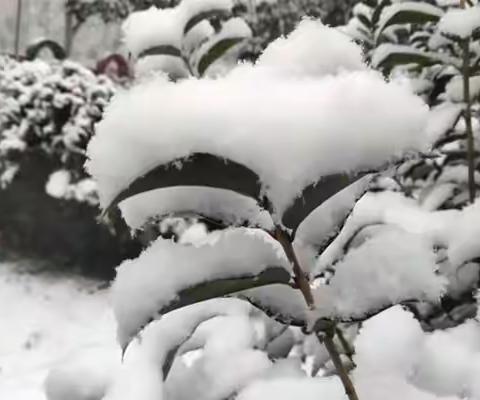 【华盛·托管】瑞雪映笑脸，欢乐满校园——华盛寒假托管班冬季迎雪欢乐大课间活动