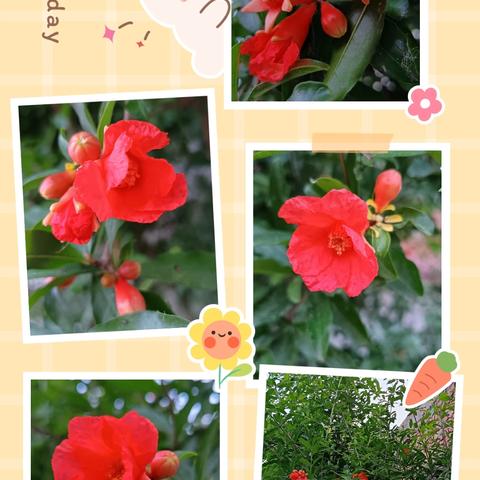 🌹🌹🌹💐💐💐生活有魅力  美丽在生活  🌷🌷🌷🌺🌺🌺